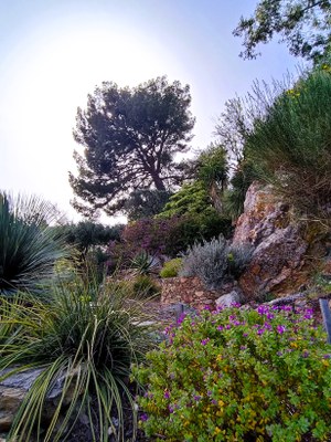 Bormes-les-Mimosas, la vegetazione è ovunque