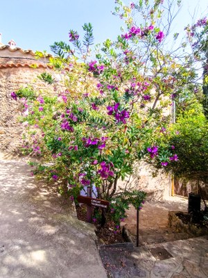 Bormes-les-Mimosas, saliscendi tra i fiori