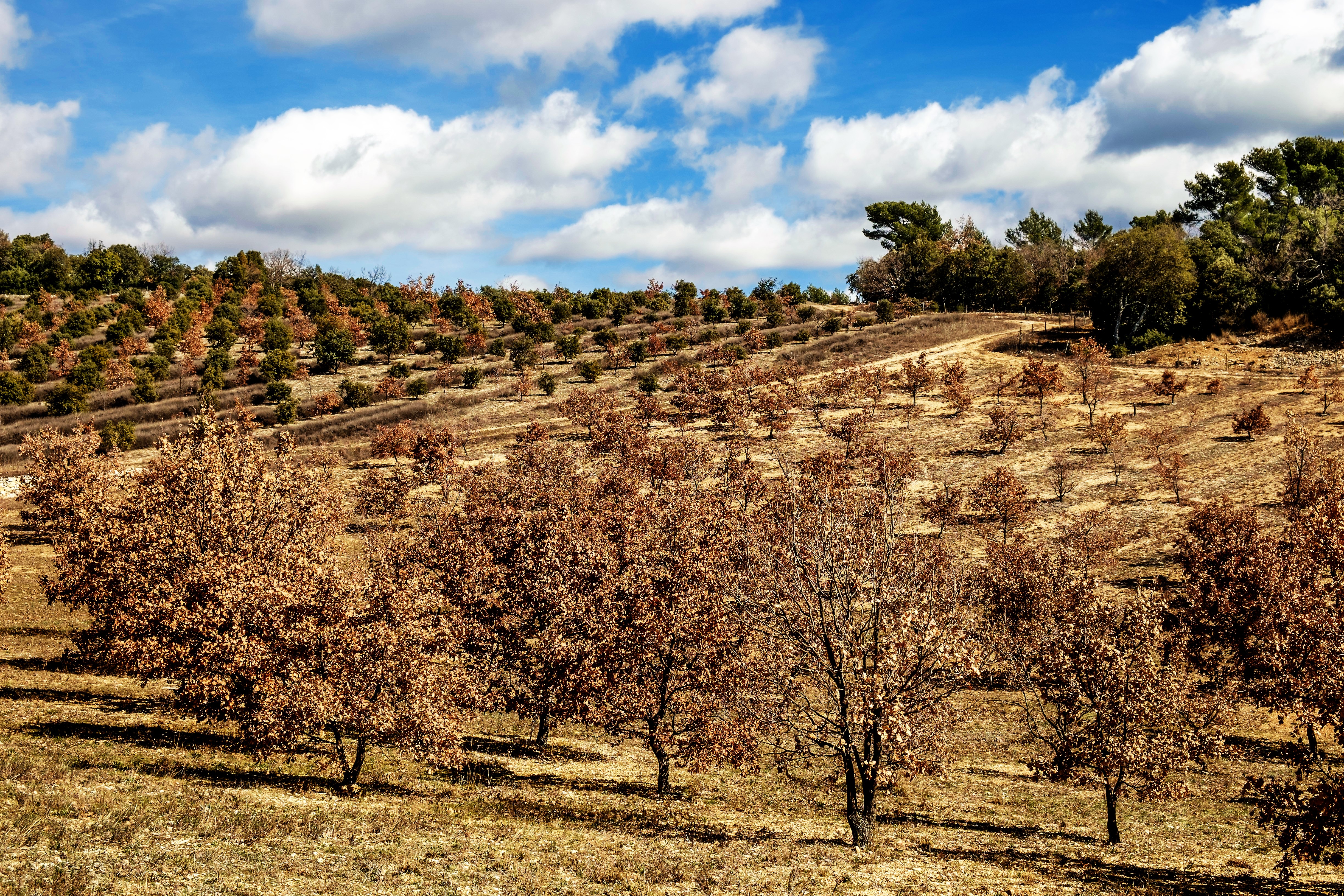Bosco di querce da tartufo © Les Tavannes