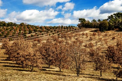 Bosco di querce da tartufo © Les Tavannes