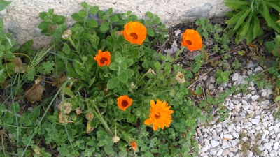 Brantes, fiori di calendula lungo la passeggiata