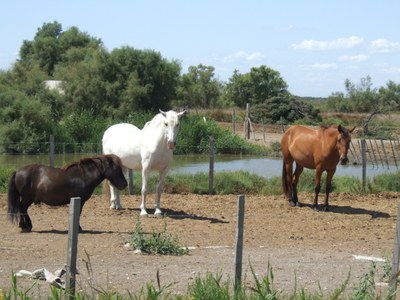 Camargue, cavalli