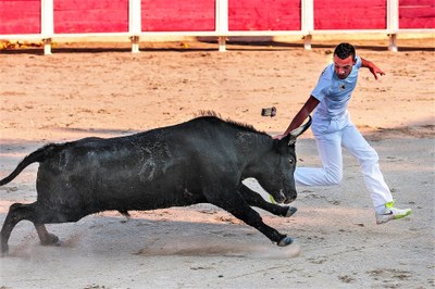 Camargue, il raseteur e il toro