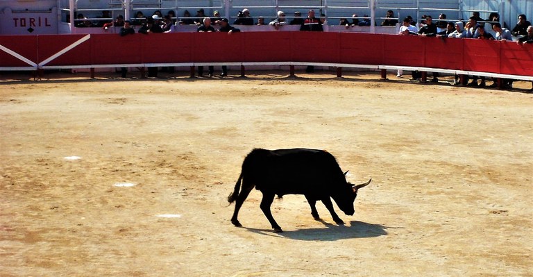 Camargue, il toro al centro dell'arena