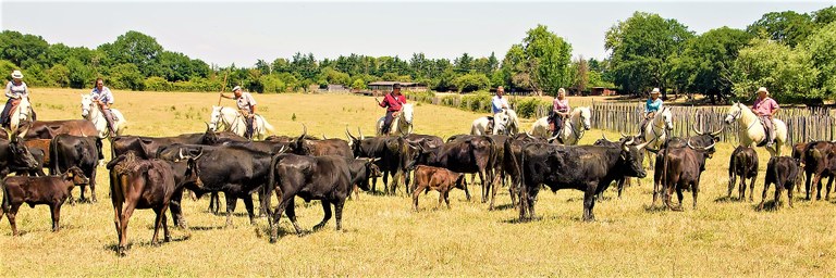 Camargue, tori al pascolo e gardians