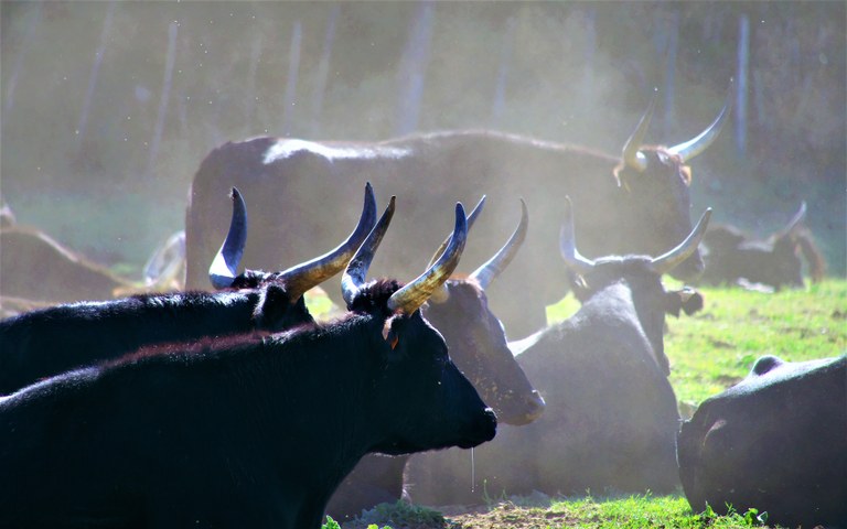 Camargue, tori