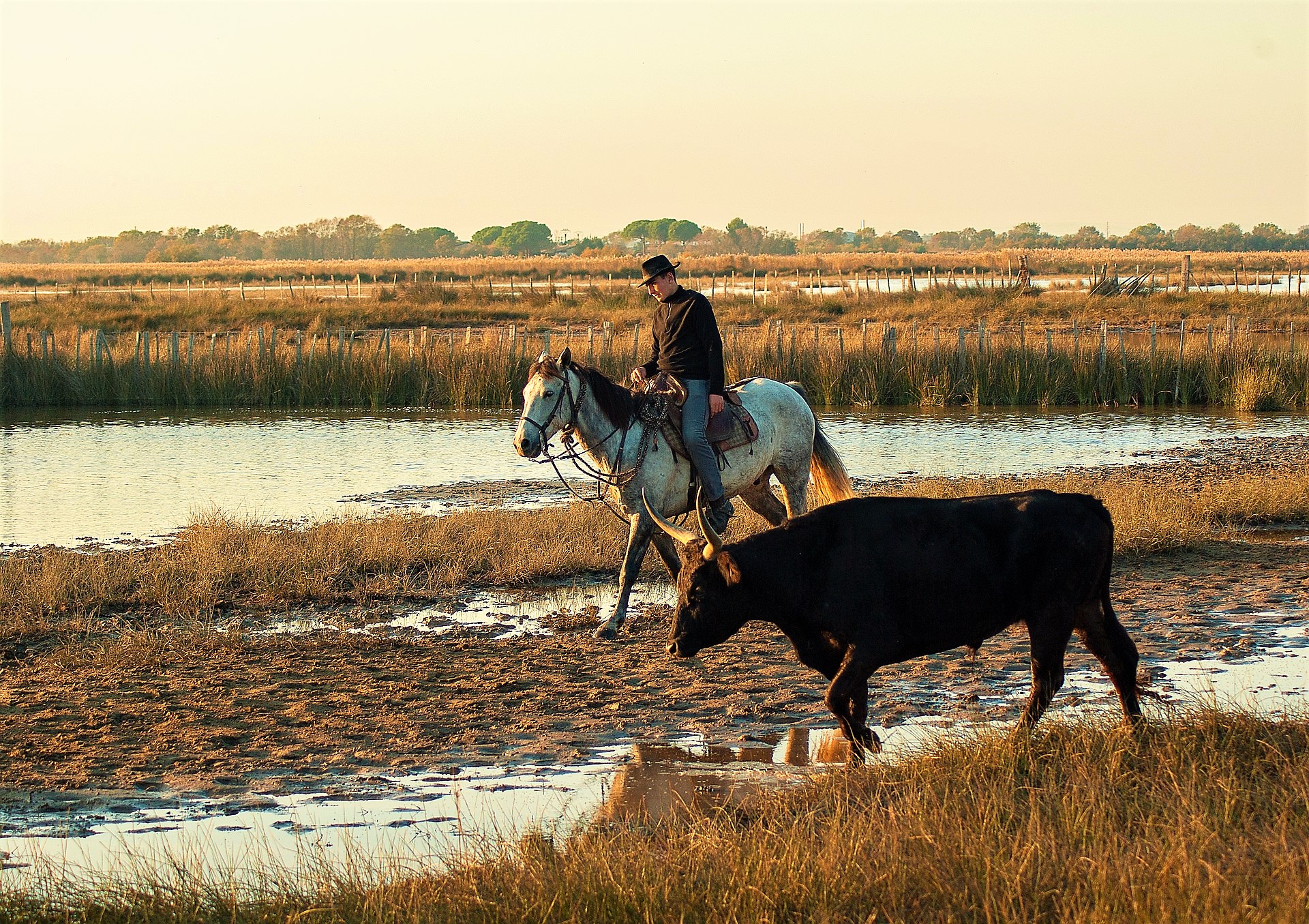 Camargue, toro e gardian