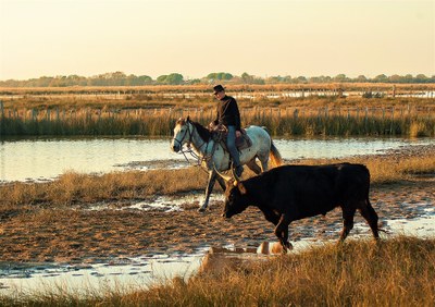 Camargue, toro e gardian