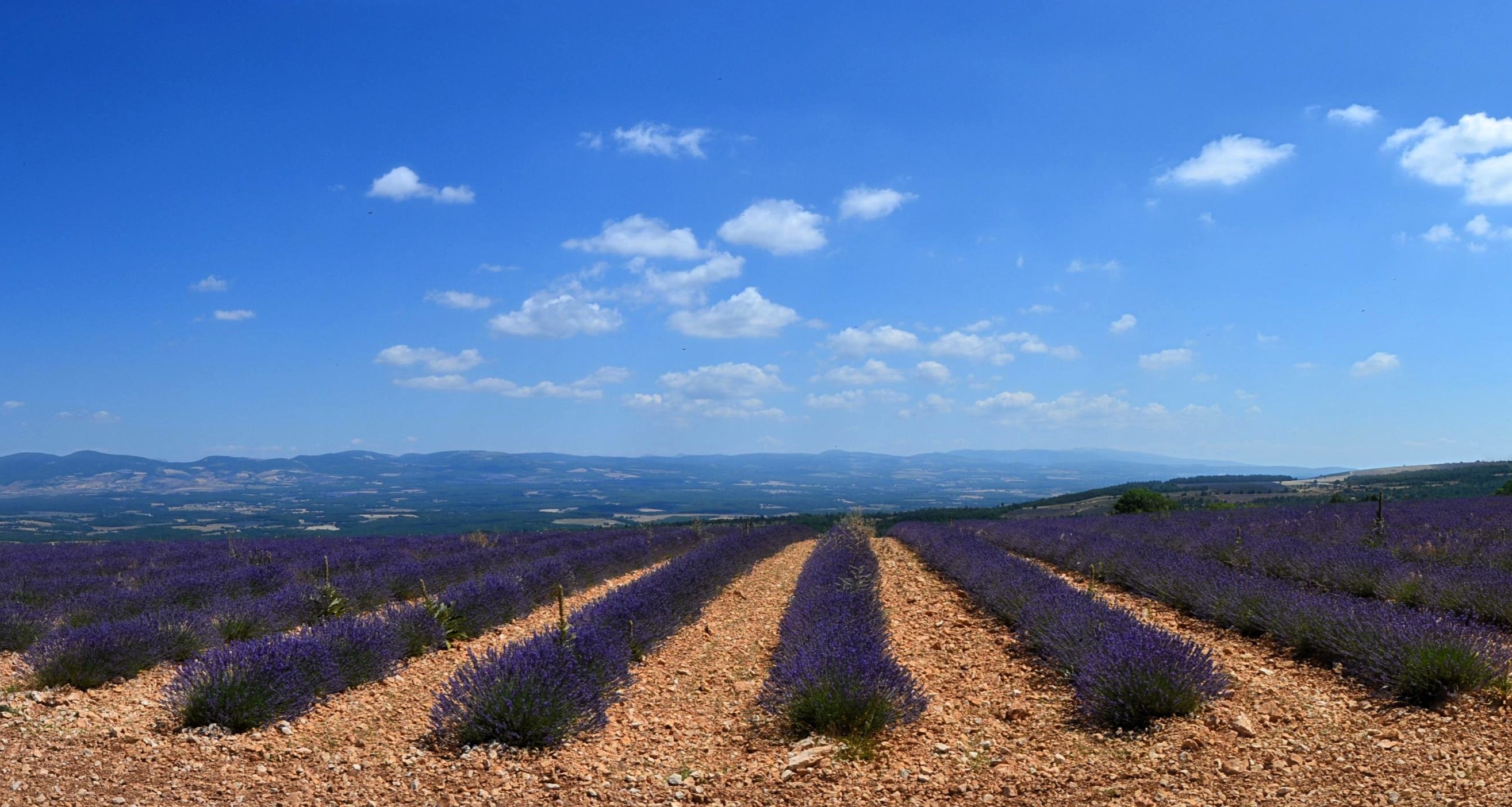 Campi di lavanda a sud di Sault - Autore immagine Martin van Dalen