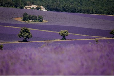Campi di lavanda © Alain Hocquel
