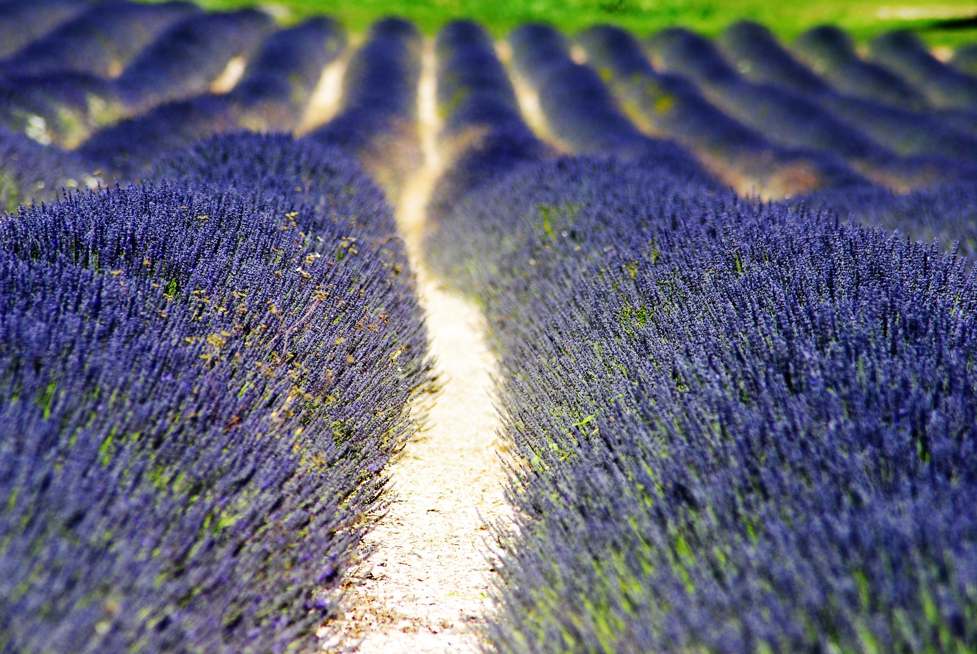 Campi di lavanda nei dintorni di Sault © Silvia C. Turrin