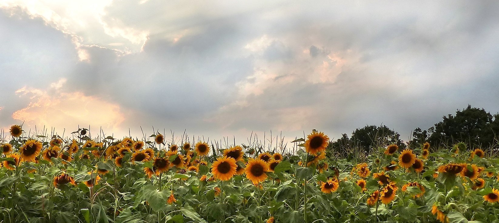 Campo di girasoli al tramonto