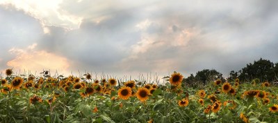 Campo di girasoli al tramonto