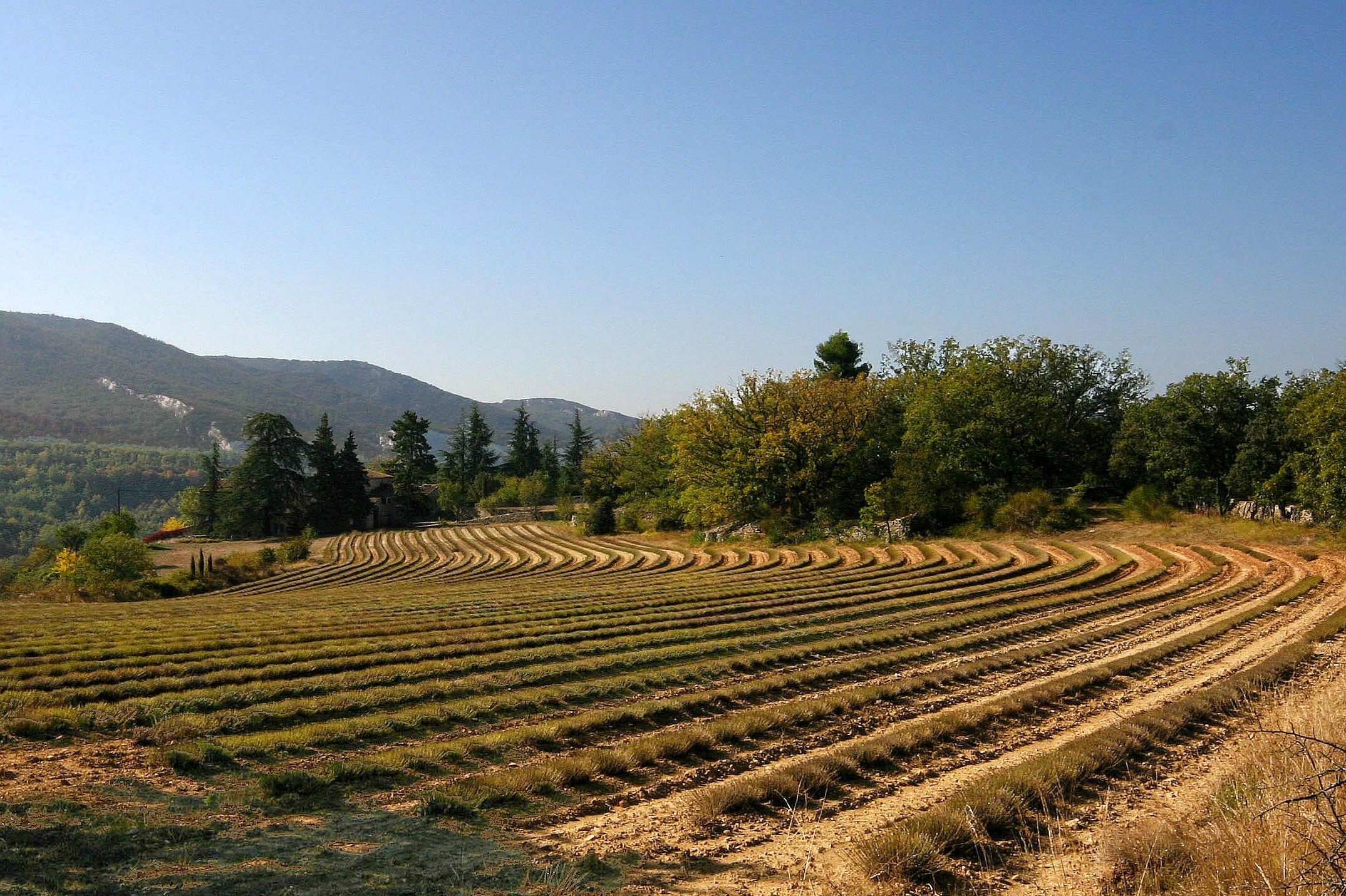 Campo di lavanda a Saignon – Autore immagine Steph Gray