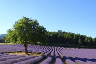 Campo di lavanda nei pressi di Aurel