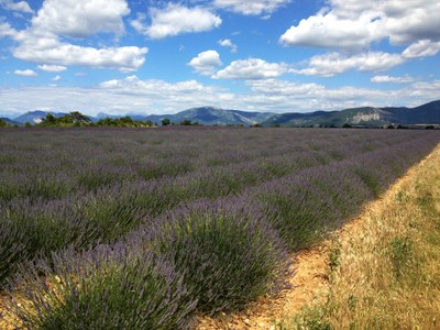 Campo di lavanda nei pressi di Valensole © Gianni Ottonello