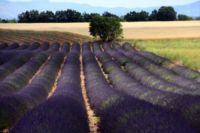 Campo di lavanda sotto un cielo di nuvole a Valensole © Gianni Ottonello