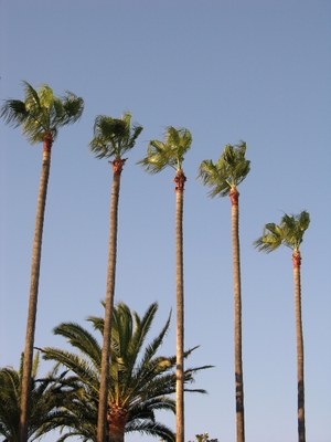 Cannes, le palme © Kelagopian