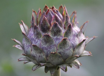 Cardo, un ortaggio adatto alla bagna càuda