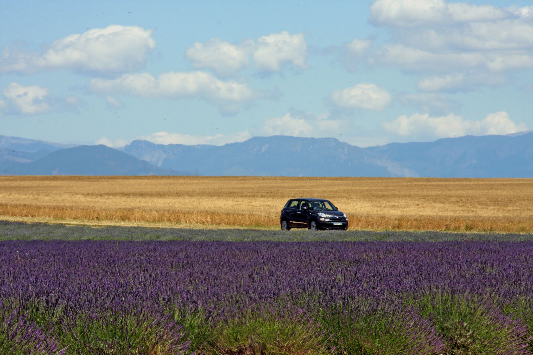 Casa provenzale tra la lavanda e il grano nei pressi di Valensole © Gianni Ottonello