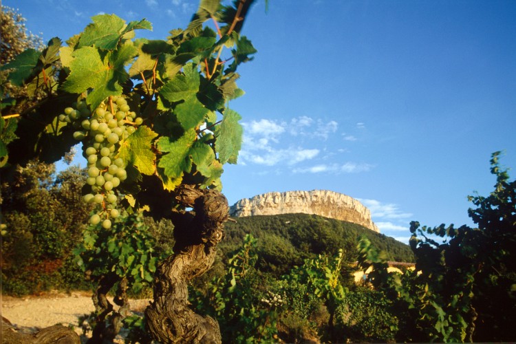 Cassis, i vigneti © Office de Tourisme de Cassis