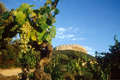 Cassis, i vigneti © Office de Tourisme de Cassis