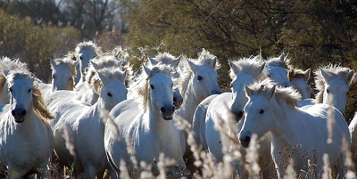 Cavalli allo stato brado in Camargue