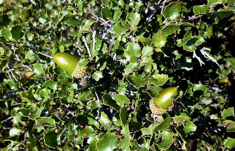 Cespuglio di quercia spinosa