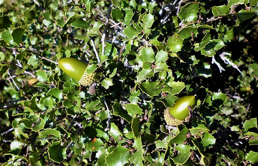 Cespuglio di quercia spinosa