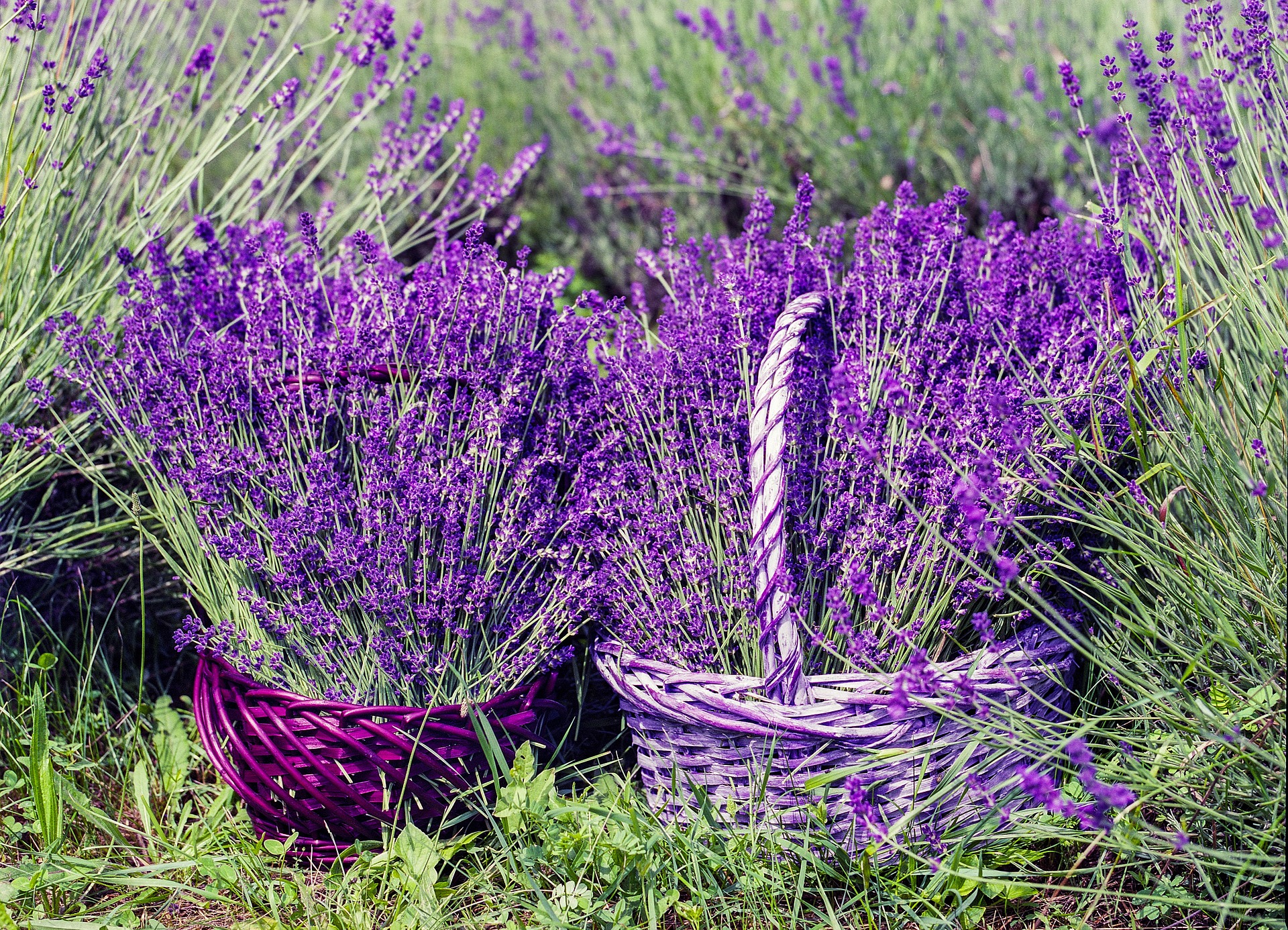 Ceste di lavanda appena colta.jpg