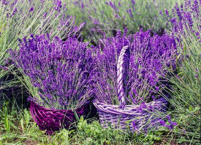 Ceste di lavanda appena colta.jpg