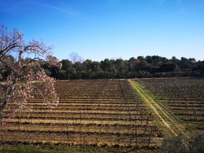 Château Bonisson, il vigneto dalla terrazza della bastide