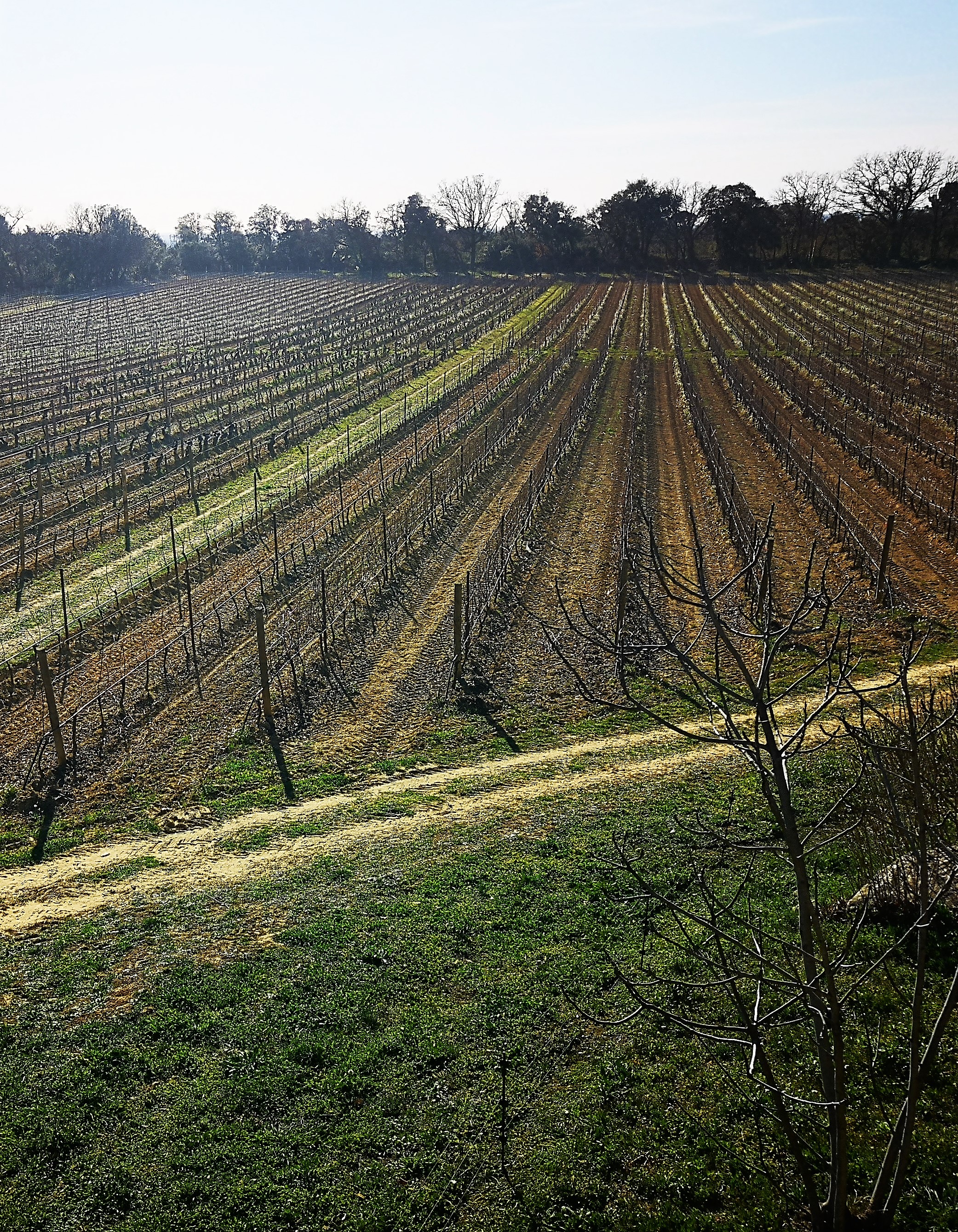 Château Bonisson, la vigna in coltivazione bio