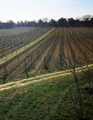 Château Bonisson, la vigna in coltivazione bio