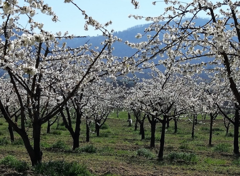 Ciliegi fioriti, Luberon