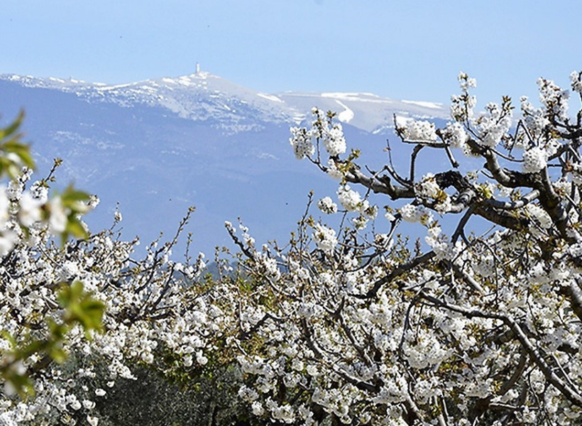 Ciliegi in fiore ai piedi del Mont Ventoux