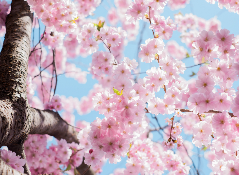 Ciliegio sakura in fiore