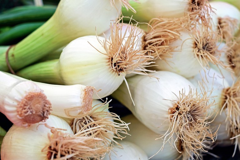 Cipollotti da affettare per l'insalata nizzarda