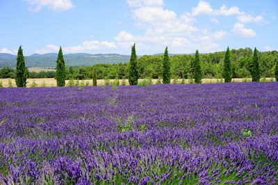 Cipressi sul confine del campo di lavanda