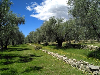 Club Med Opio 10