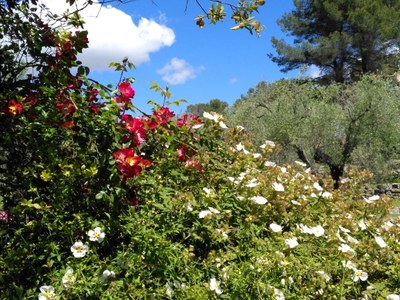 Club Med Opio 3
