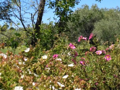 Club Med Opio 7
