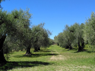 Club Med Opio 8