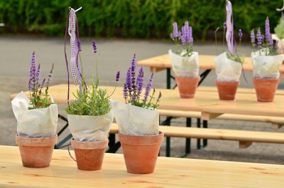 Coltivare la lavanda in vaso