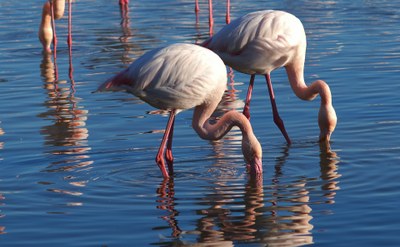 Coppia di fenicotteri rosa