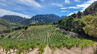 Dentelles de Montmirail