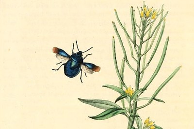 Disegno entomologico