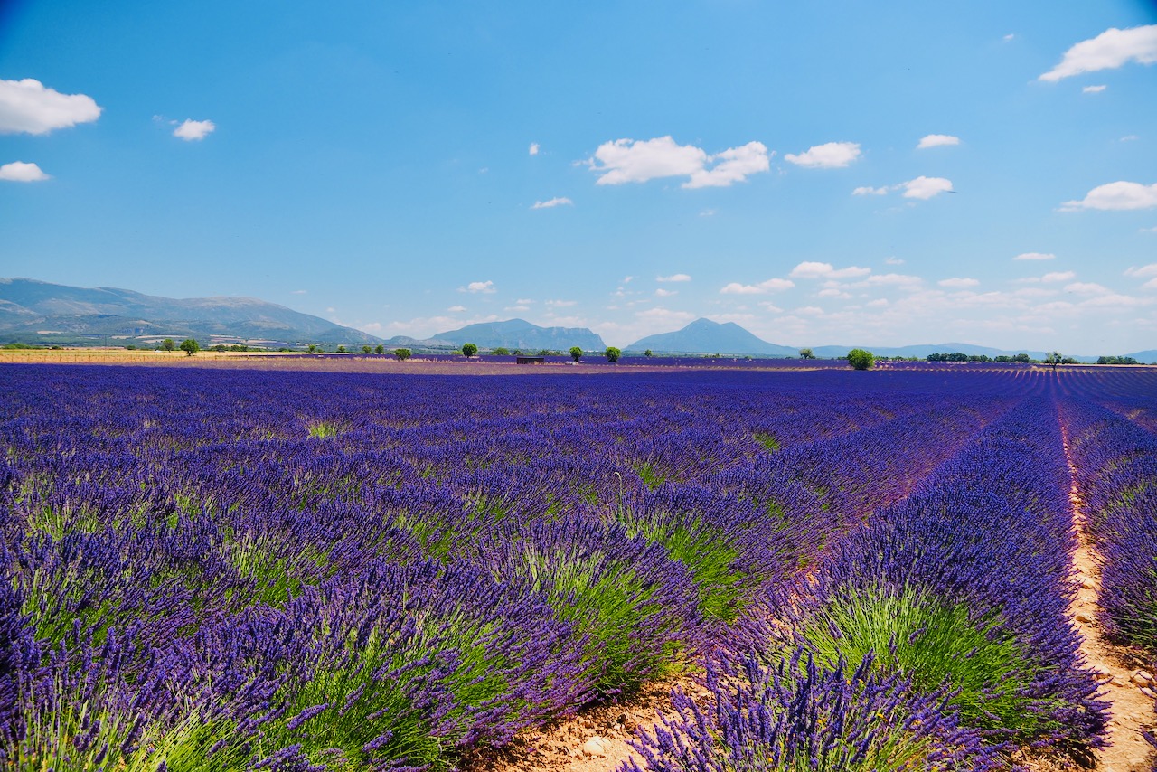 Distese di lavanda in Provenza © Lionel Terrail