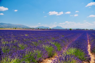 Distese di lavanda in Provenza © Lionel Terrail