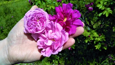 Diverse varietà di rose